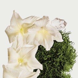 Calvin klein ck cotton musk