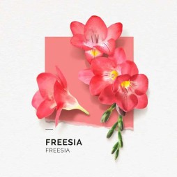 Solinotes fressia eau de parfum